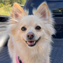 {petName}, a Blonde Pomeranian Mix Dog