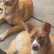 Butterscotch, a Apricot, Tan, White Pharaoh Hound Mix Dog