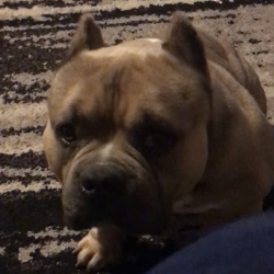 %name%, a %color% %breed% %type%