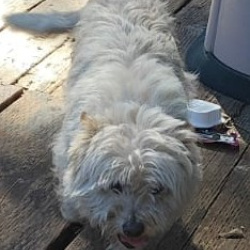 {petName}, a Tan NORFOLK TERRIER MIX Dog