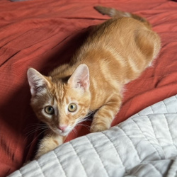 {petName}, a White, Orange Domestic Shorthair Cat